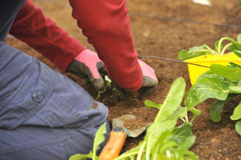 AlpenGrün Gartenpflege GmbH 13