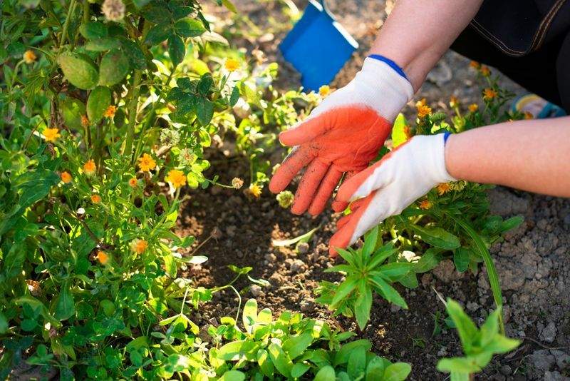 AlpenGrün Gartenpflege GmbH 14
