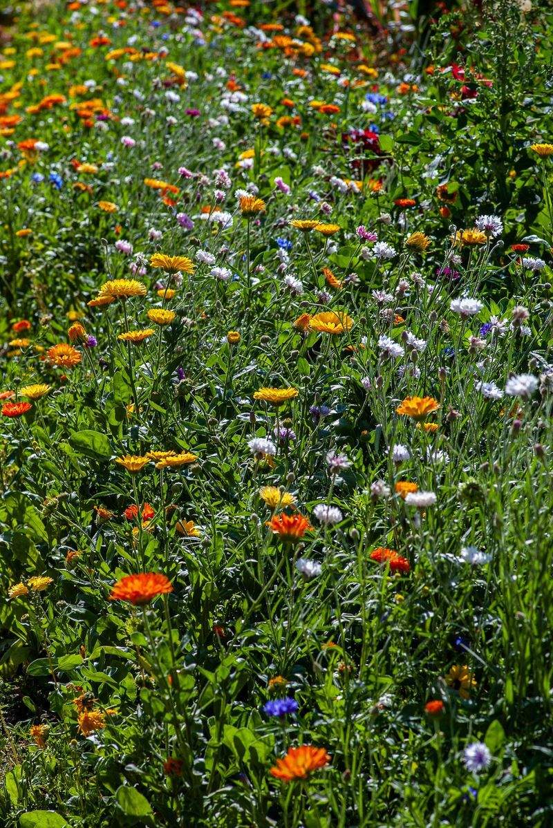 AlpenGrün Gartenpflege GmbH 4